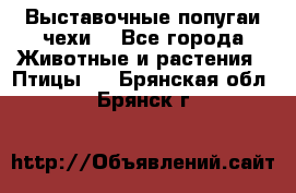 Выставочные попугаи чехи  - Все города Животные и растения » Птицы   . Брянская обл.,Брянск г.